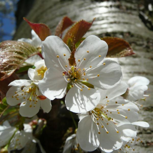 Mandelbaum - Prunus Dulcis | Bienenroute